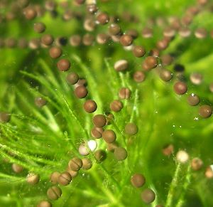 toad eggs soon after being deposited