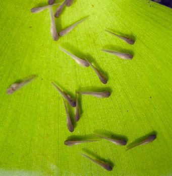 two-day old toad tadpoles