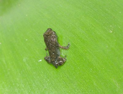 young toad on water hyacinth leaf