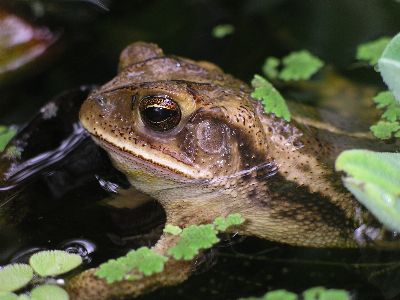 adult male toad