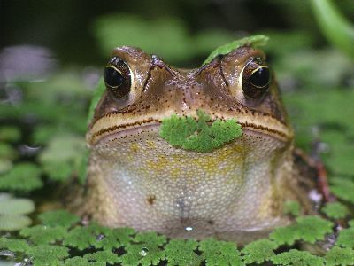 adult male toad