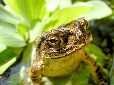 adult male toad