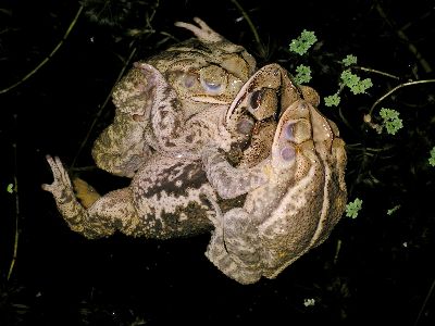 adult male toad