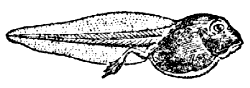 tadpole