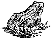 common frog