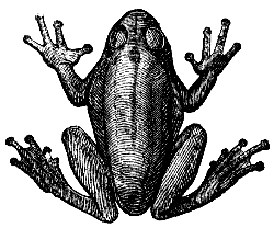 treefrog