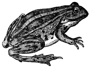 leopard frog
