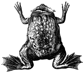 Surinam toad