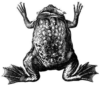 Surinam toad