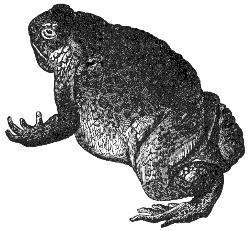 toad
