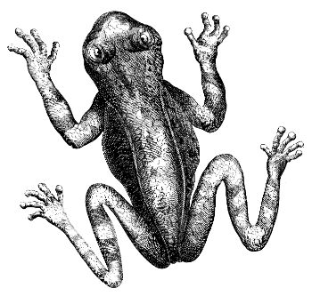 treefrog