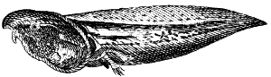 tadpole