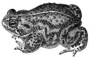 toad