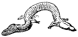 proteus, or olm