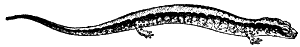 salamander
