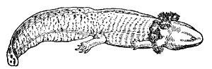 axolotl