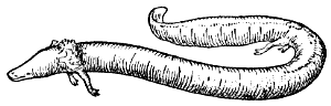 proteus, or olm