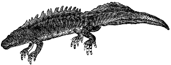 warty newt