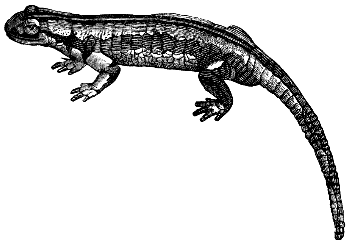 tiger salamander