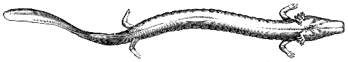 proteus, or olm