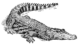 crocodile