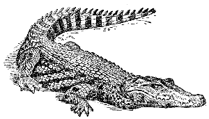 crocodile