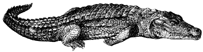 crocodile