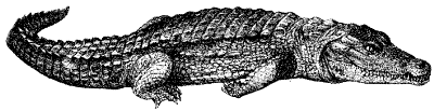 crocodile