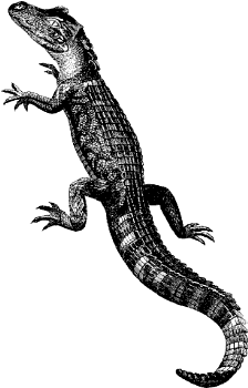 alligator