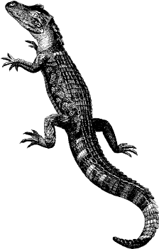 alligator