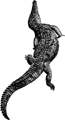 crocodile