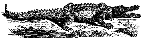 alligator