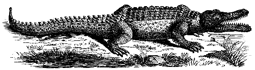 alligator