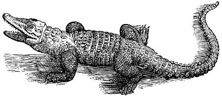crocodile
