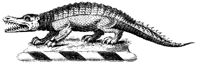 alligator