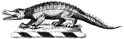 alligator