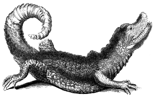 caiman