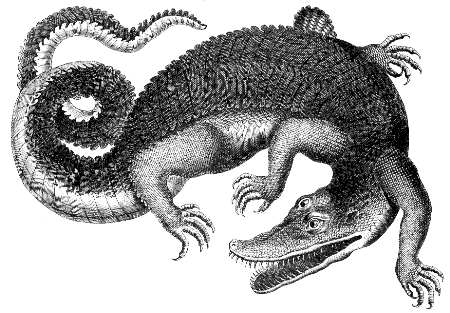 crocodile