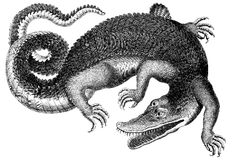 crocodile