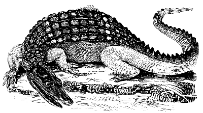 alligator