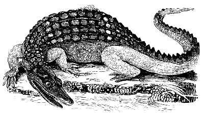 alligator