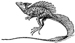 basilisk