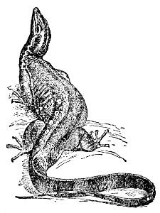 monitor lizard