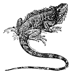 green iguana