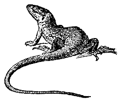lizard