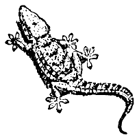 gecko