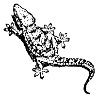 gecko