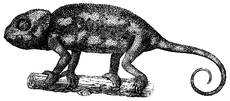 chameleon