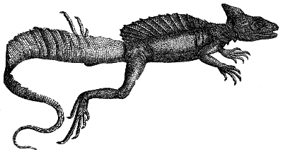basilisk