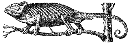chameleon